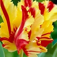 Тюльпан Tulipa Flaming Parrot