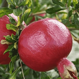 Гранат обыкновенный