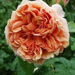 Роза кустовая Belle d’Anjou