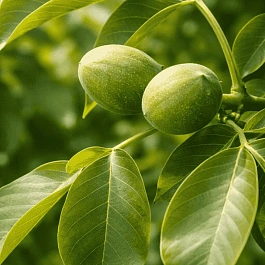 Грецкий орех Юрий Гагарин