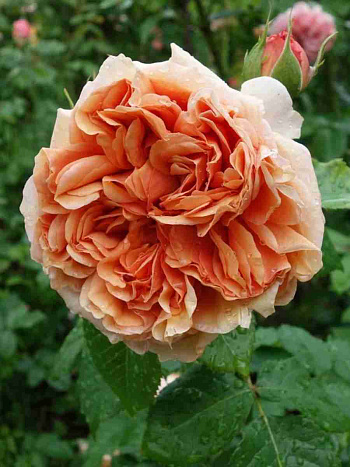 Роза кустовая Belle d’Anjou