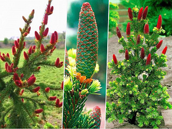 Ель колючая Лаки Страйк