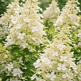 Гортензия метельчатая Big Ben