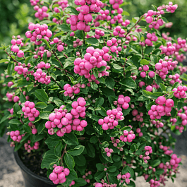 Снежноягодник доренбоза Magic Berry