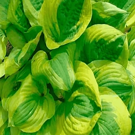 Хоста Summer Breeze