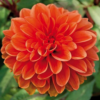 Георгина декоративная Ориндж Наггет