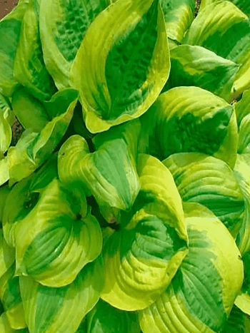 Хоста Summer Breeze