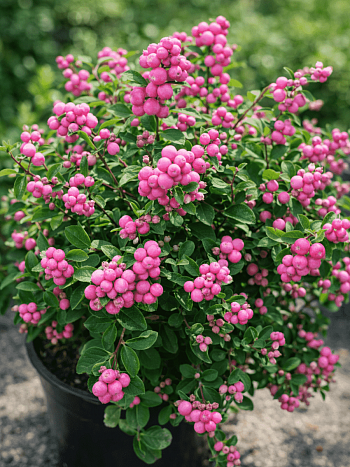 Снежноягодник доренбоза Magic Berry