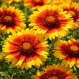 Гайлардия Мesa Bright Color