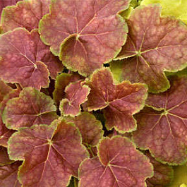 Гейхера гибридная Миракл Гейхера гибридная Миракл