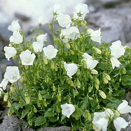 Колокольчик (Кампанула) Ложечницелистный Bavaria White