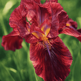 Ирис карликовый Lady in Red