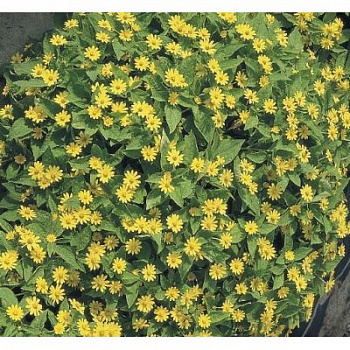 Меламподиум Шоу Стар