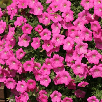 Петуния ампельная F1 Тайдал Вейв Хот Пинк