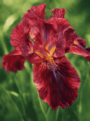 Ирис карликовый Lady in Red