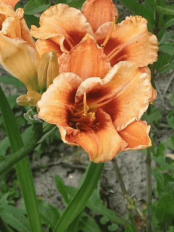 Лилейник Fruity Kiss