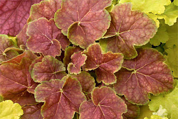 Гейхера гибридная Миракл