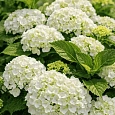Гортензия крупнолистная 'Snowball'