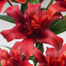 Лилия азиатская махровая Болд Игл