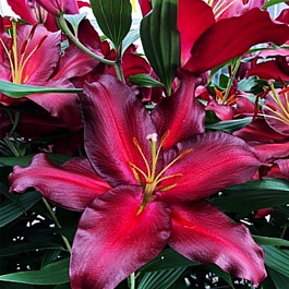 Лилия восточная Авиньер НАБОР 2ШТ (2+2)