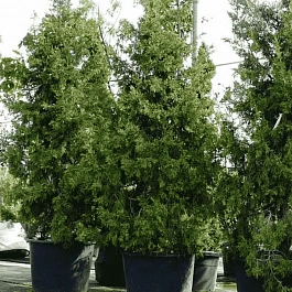 Можжевельник китайский Кеtelerii