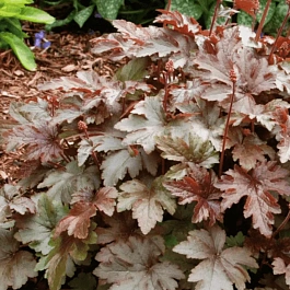 Гейхерелла Burnished Bronze