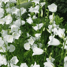 Колокольчик персиколистный Alba