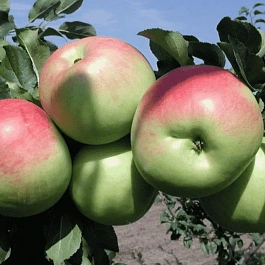 Яблоня Успенское