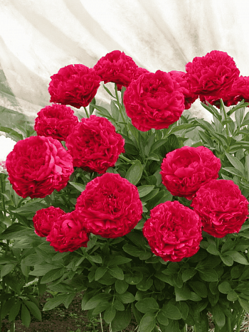 Пион Молочноцветковый Carol