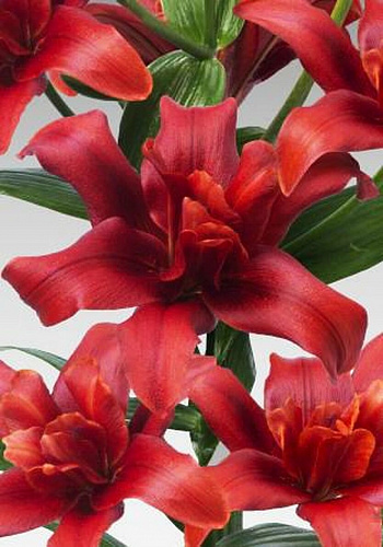 Лилия азиатская махровая Болд Игл
