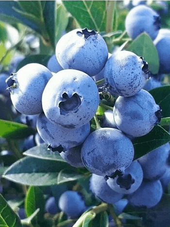 Голубика высокорослая Sunshine Blue