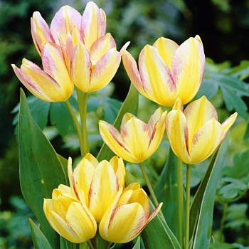 Тюльпан многоцветковый Антуанетта
