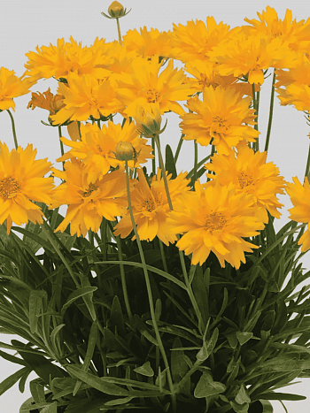 Кореопсис крупноцветковый Double the Sun
