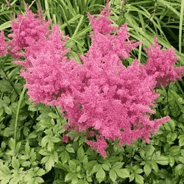 Астильба Арендса Anita Pfeifer