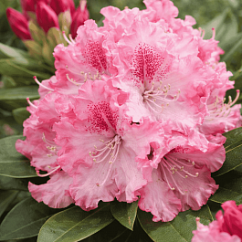 Рододендрон якушиманский  Excelsior