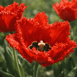 Тюльпан бахромчатый Crystal Beauty