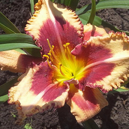 Лилейник гибридный Аутстандинг