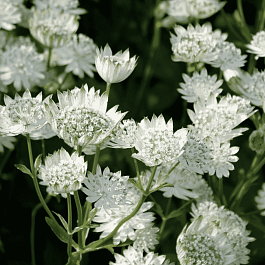 Астранция большая Alba