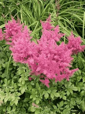 Астильба Арендса Anita Pfeifer