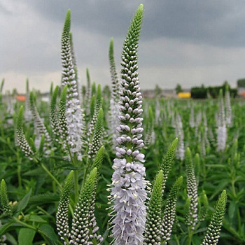 Вероника длиннолистная Антарктика