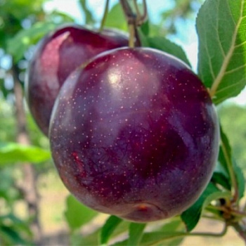 Слива Анжелина