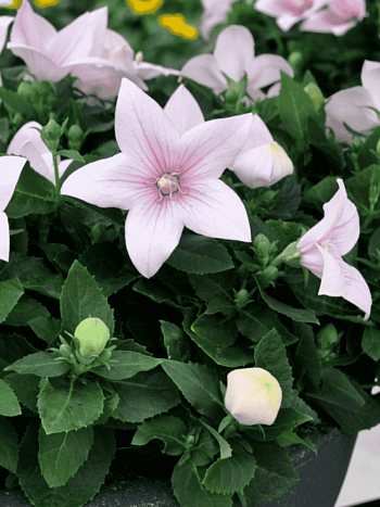 Платикодон крупноцветковый розовый