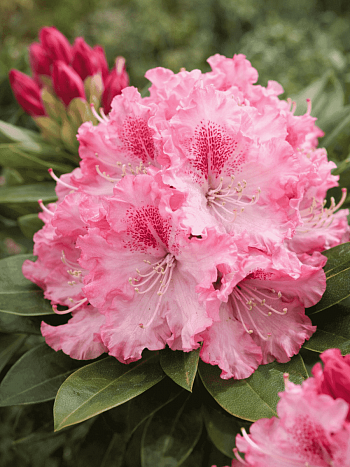 Рододендрон якушиманский  Excelsior