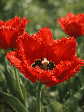 Тюльпан бахромчатый Crystal Beauty
