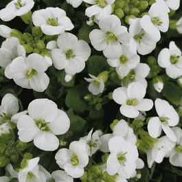 Арабис кавказский Little Treasure Deep White