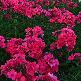 Флокс метельчатый Маргарита