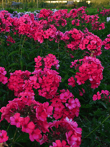 Флокс метельчатый Маргарита