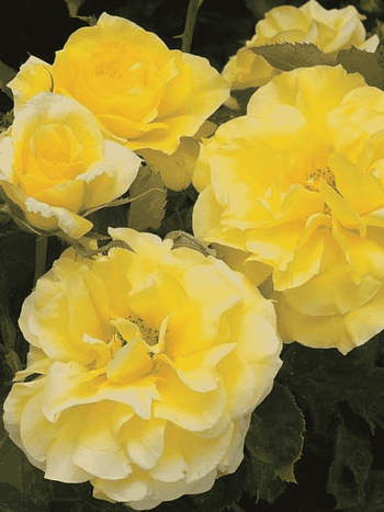 Роза Флорибунда Sunsprite