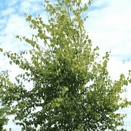 Береза повислая Schneverdinger Goldbirke