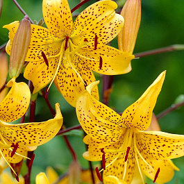 Лилия азиатская Йеллоу Тайгер НАБОР 2ШТ (2+2)